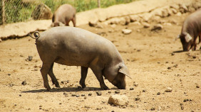 schwarzes iberisches Schwein
